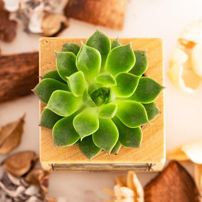 🌸Custom Pet Portrait Planter – Wood Succulent Pot with Photo